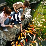 Koi & Pond Fish Treats Koi & Pond Fish Treats